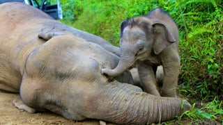 Der Palmöl-Plantage zum Opfer gefallen: Elefantenbaby trauert um seine tote Mutter.