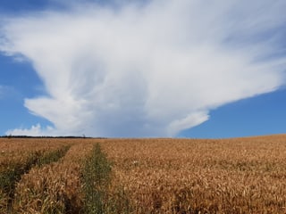 Eine Gewitterwolke über einem hellbraunen Kornfeld.