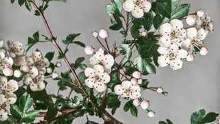 Buchhinweis