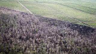 Palmöl-Plantage in Indonesien. Palmöl-Plantage in Indonesien.