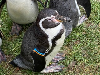 Ein Humboldtpinguin im Zoo Zürich.