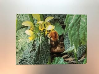 Marianne Emmenegger (52), Hausfrau und Buchverlagsmitarbeiterin aus Signau.