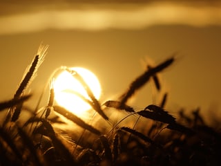 Weizenfeld und Sonnenuntergang.