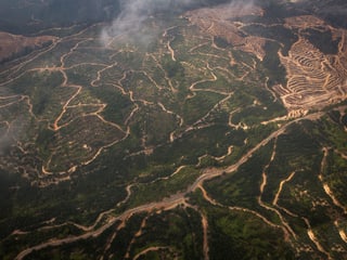 Luftweg von Miri nach Long Banga. Man sieht die Spuren der Abholzungen.