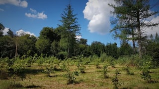 Junger Wald im Wachstum Junger Wald im Wachstum