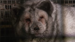 Ein überfütterter Polarfuchs der seine Augen kaum öffnen kann