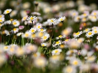 Gänseblümchen sind essbar und sogar gesund. Gänseblümchen sind essbar und sogar gesund.