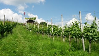 Rebberg oberhalb von Gebenstorf.