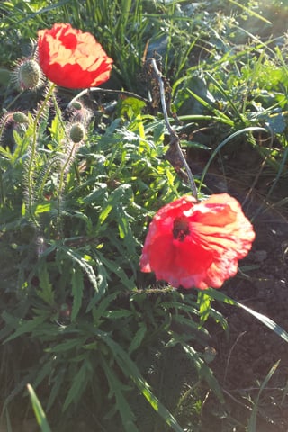 Mohnblume am späten Nachmittag in Liestal