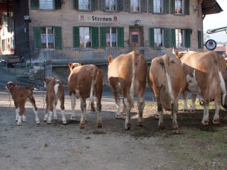 Kühe stehen vor einem Gasthof inmitten des Dorfes.