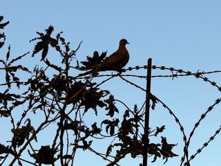 Eine Taube sitzt auf einem Stacheldraht.