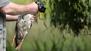 Jäger hält getötete Ente am Hals Jäger hält getötete Ente am Hals