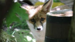 Junger Fuchs. Junger Fuchs.