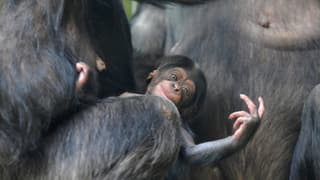 Schimpansenbaby an der Brust seiner Mutter.