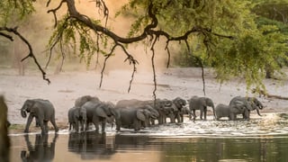 Elefanten stehen im Wasser. 