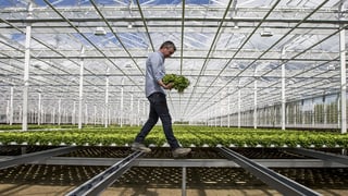 Ein Mann in einem Gewächshaus voller Salat. Ein Mann in einem Gewächshaus voller Salat.
