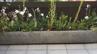 Dachterasse mit Blumen