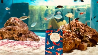 Das Buch «Die zehn Lieben von Nishino» von Hiromi Kawakami steht vor einem Aquarium, dahinter schwimmen Fische