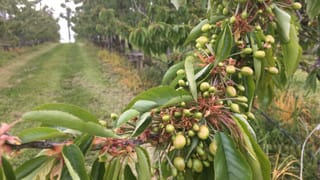 Nahaufnahme von Kirschbaum. Nahaufnahme von Kirschbaum.