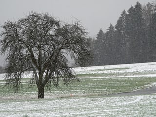 Schneefall in Oberhueb, Neftenbach.