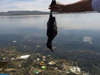 Aktivist hält eine tote Ente, darunter verschmutztes Wasser