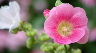 Malvenblüten Malvenblüten