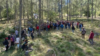 Menschen stehen in einem Wald und blicken auf eine Leinwand.