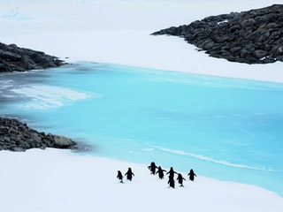 Adeliepinguin