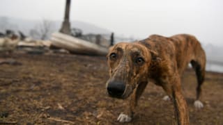 Hund während der Buschfeuer in Australien Hund während der Buschfeuer in Australien