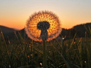 Pusteblume im Gegenlicht in Grossaufnahme