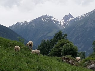 Schafe im Létschental