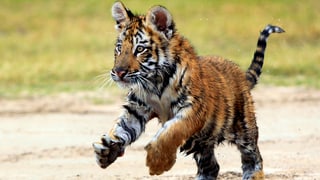 Ein junger Tiger