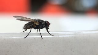 Fliege vor verschwommenem Hintergrund Fliege vor verschwommenem Hintergrund