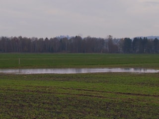 Lache auf einem Feld