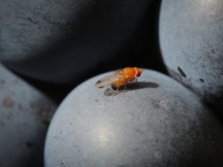 Kirschessigfliege auf einer Weintraube.