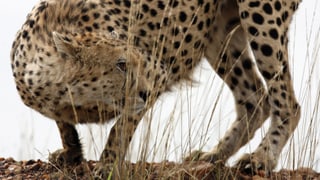 Ein Gepard in Habachtstellung
