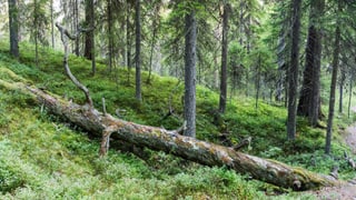 Liegender Baum Liegender Baum