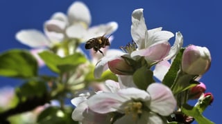 Biene bestäubt weisse Blume.