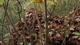 Laub in Hecke Laub in Hecke