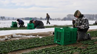 Mehrere Erntehelfer ernten kniend Nüssli-Salat. Mehrere Erntehelfer ernten kniend Nüssli-Salat.