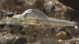Jungfisch im Wasser Jungfisch im Wasser