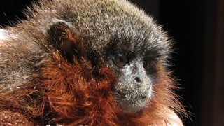 Ein Caqueta-Springaffe.