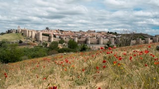 Hinter einer Blumenwiese ist eine Altstadt zu sehen mit einer eindrücklichen Stadtmauer.
