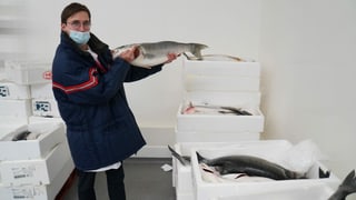 Fischhändler Luca Bianchi mit Zander in der Hand