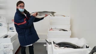 Fischhändler Luca Bianchi mit Zander in der Hand Fischhändler Luca Bianchi mit Zander in der Hand