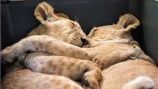 Zwei Löwen umarmen sich.