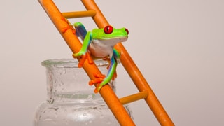 Ein grüner Frosch klettert eine kleine Leiter hoch, die an einem Einmachglas lehnt.