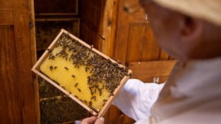 Imker mit Bienenwabe. Imker mit Bienenwabe.