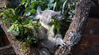Koalabär am Fressen
