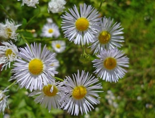 Blüten des einjährigen Berufskrauts. Blüten des einjährigen Berufskrauts.